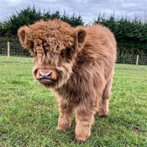 Ruby - Mini Highland Heifer for sale - Miniature Highland | Silver Bridge Farm