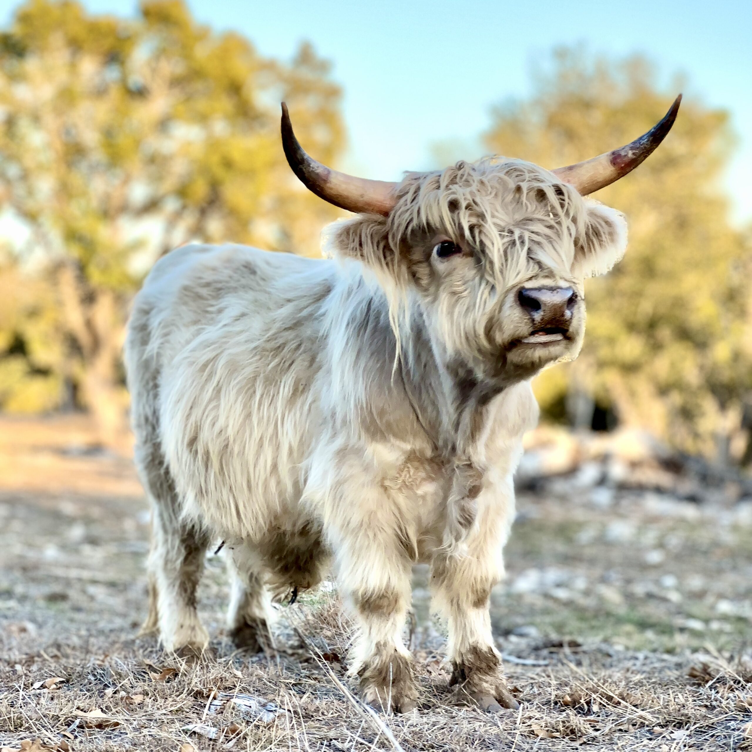 Finn - Silver Highland Bull