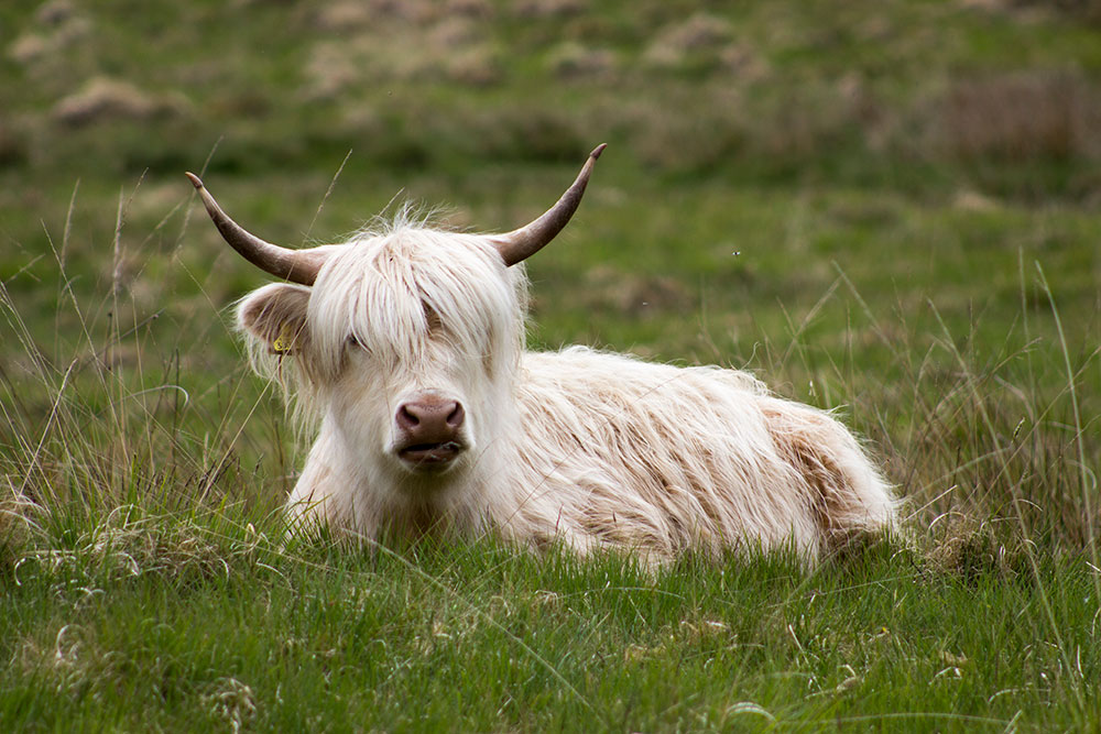 Daisy - White Highland Cow for sale - Miniature Highland | Silver Bridge Farm