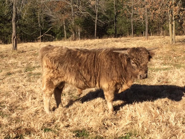 Bear - Dun Highland Steer for sale - Miniature Highland | Silver Bridge Farm