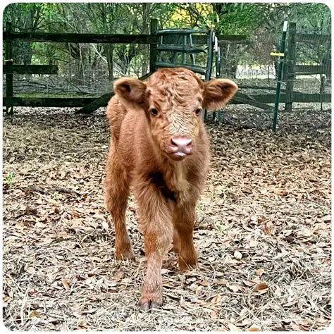 Miniature Highland Heifer