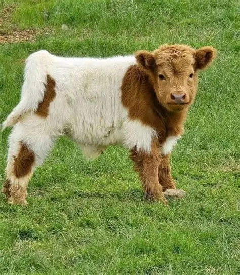 Mini Highland Bull Calf