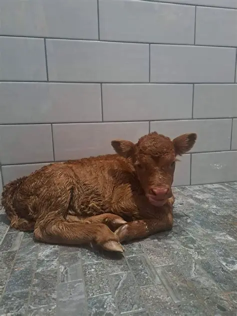 Highland-Dexter Cross for sale - Highland Cross | Silver Bridge Farm