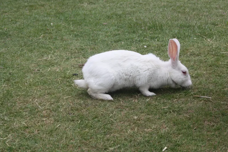 New Zealand White Rabbits (x4) for sale - New Zealand White | Silver Bridge Farm