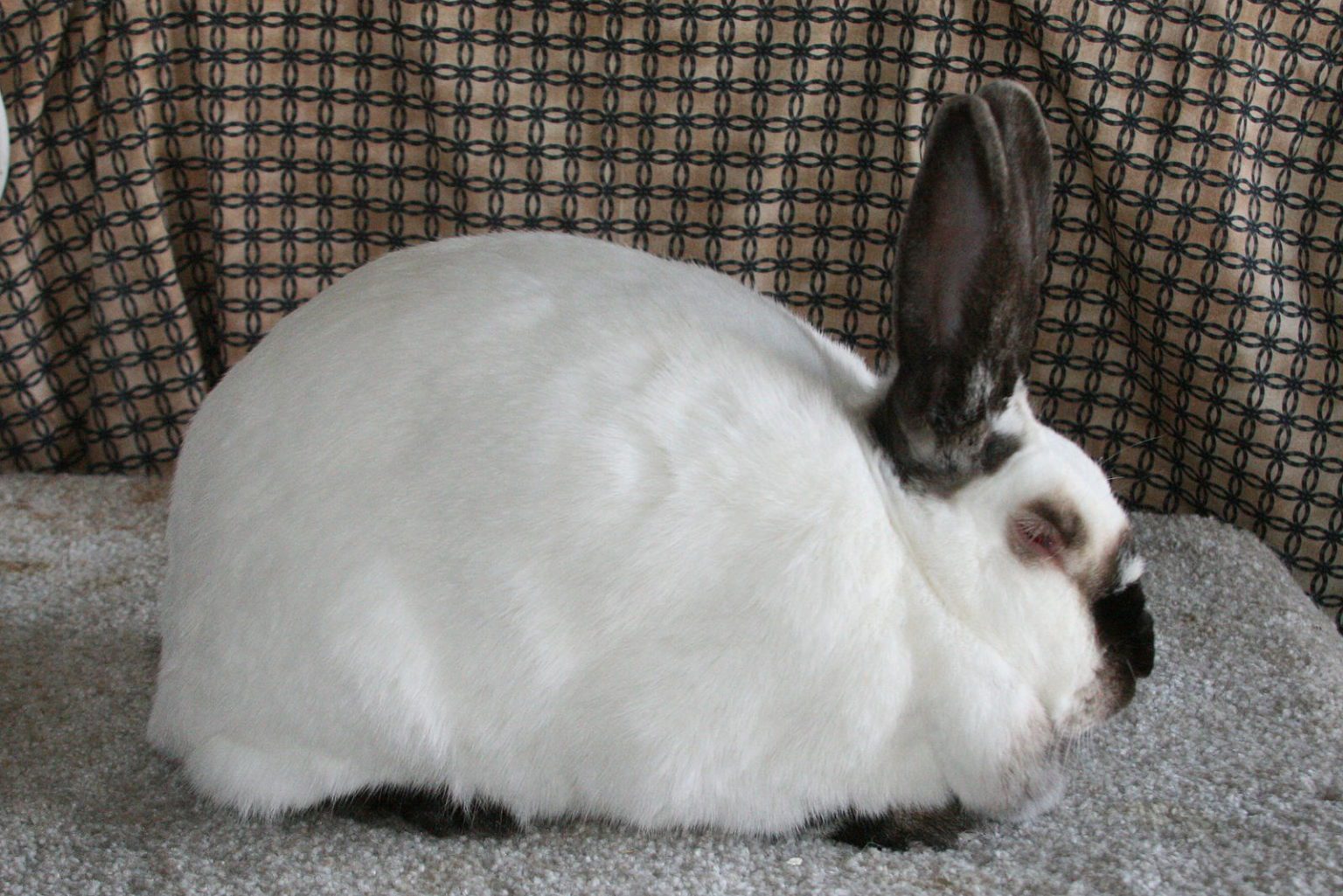 Californian Rabbit Pair for sale - Californian | Silver Bridge Farm
