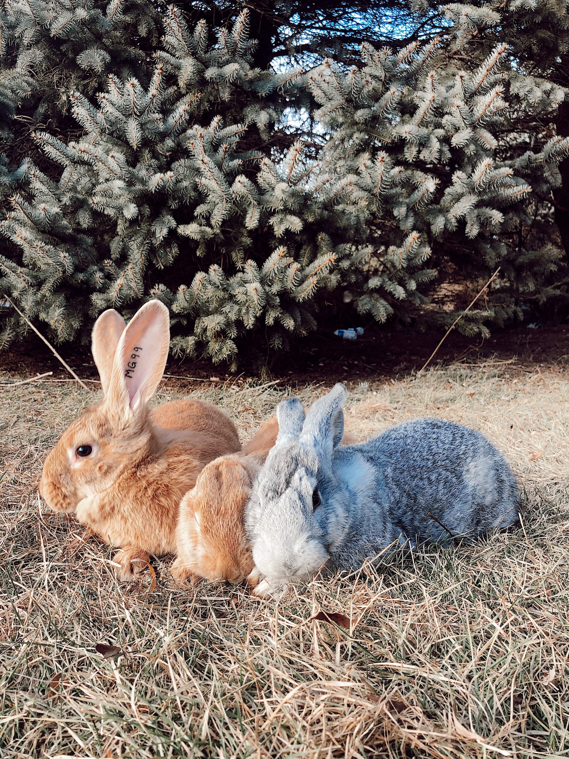 Flemish Giant Rabbit for sale - Flemish Giant | Silver Bridge Farm