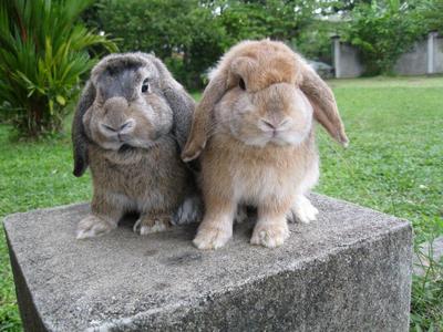 Holland Lop Pair for sale - Holland Lop | Silver Bridge Farm
