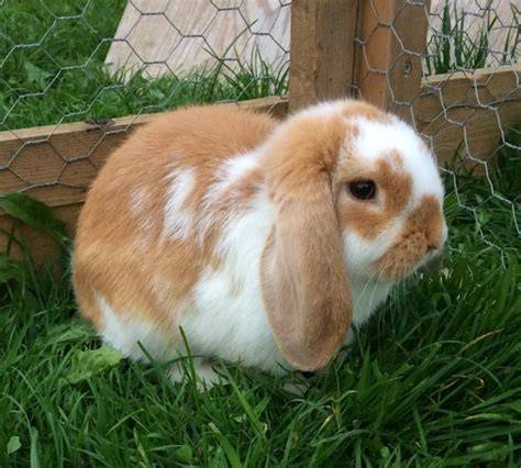 Mini Lop Rabbits (x2) for sale - Mini Lop | Silver Bridge Farm