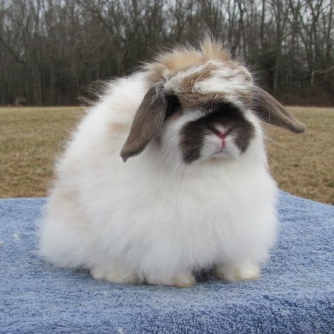Angora Rabbit for sale - English Angora | Silver Bridge Farm