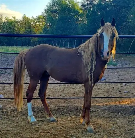 Arabian Stallion for sale - Arabian | Silver Bridge Farm