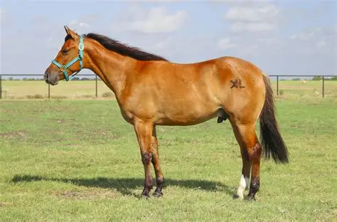 American Quarter Horse for sale - Quarter Horse | Silver Bridge Farm