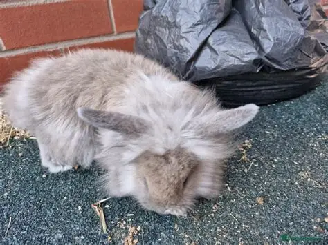 Lionhead Rabbit for sale - Lionhead | Silver Bridge Farm