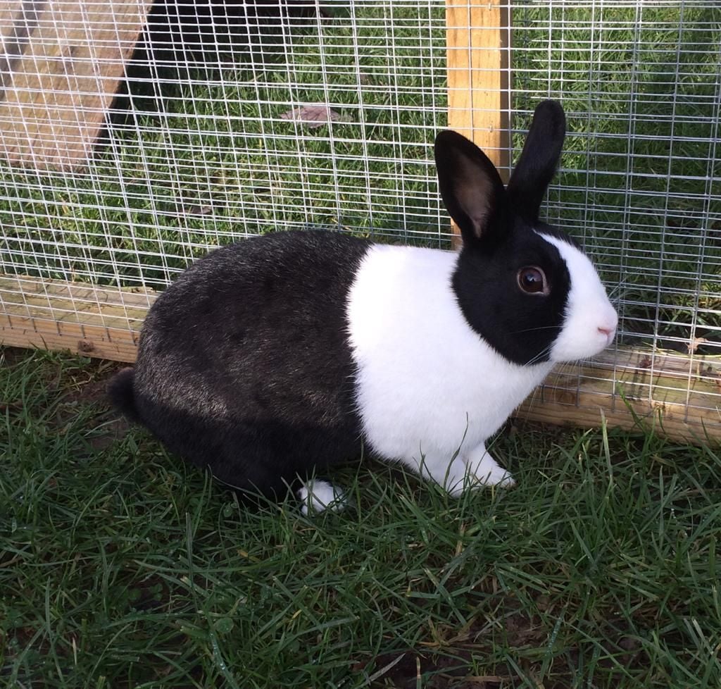 Dutch Rabbit for sale - Dutch | Silver Bridge Farm