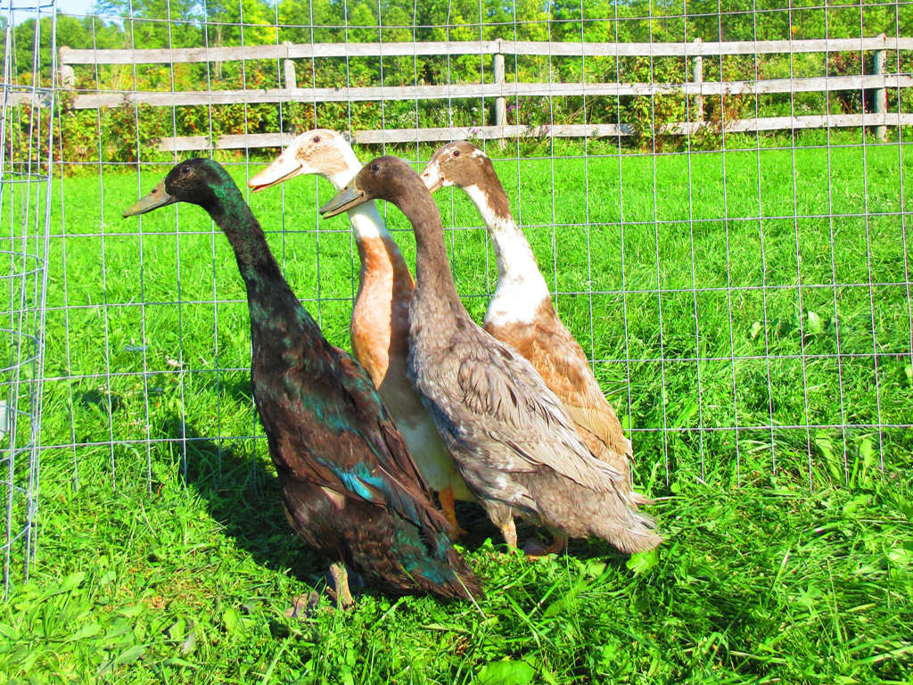 Indian Runner Ducks (x4) for sale - Indian Runner | Silver Bridge Farm