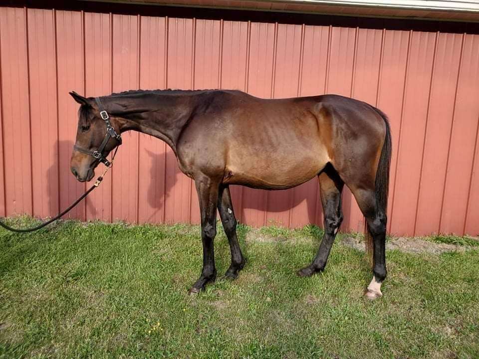 Thoroughbred Mare for sale - Thoroughbred | Silver Bridge Farm