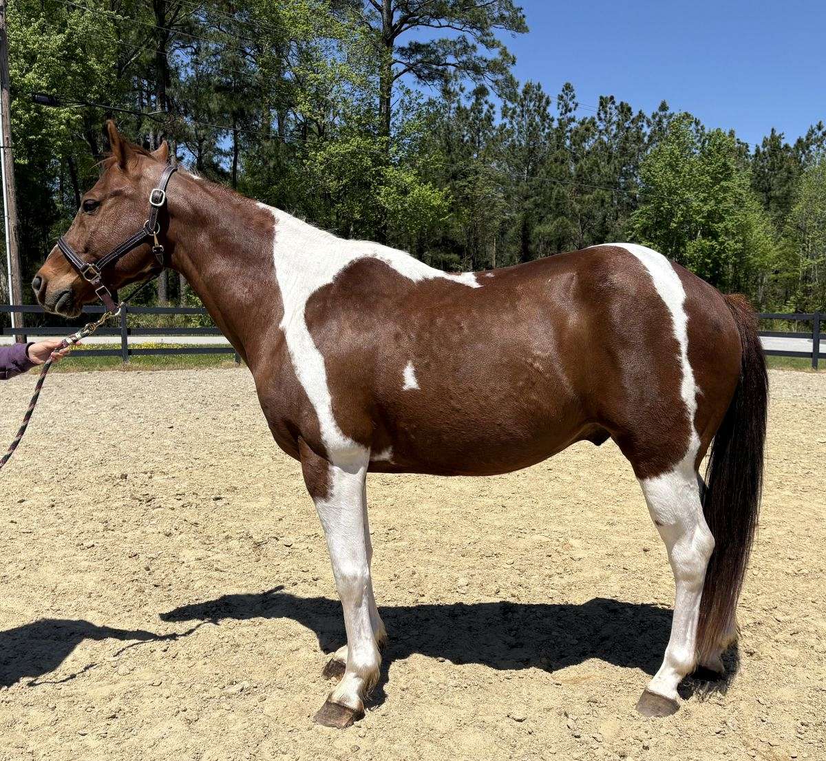 Paint Horse Gelding for sale - Paint Horse | Silver Bridge Farm