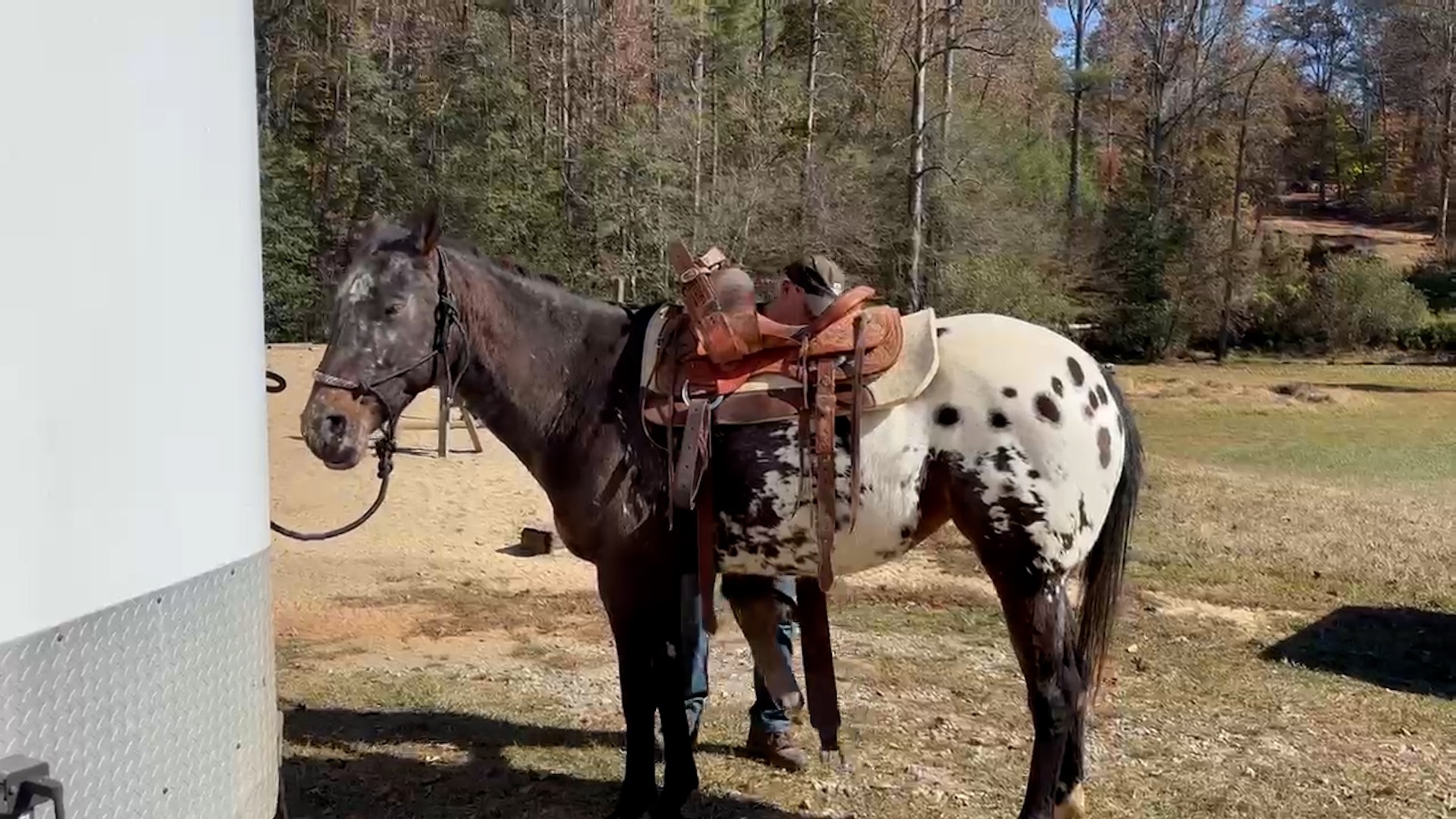 Appaloosa Mare for sale - Appaloosa | Silver Bridge Farm