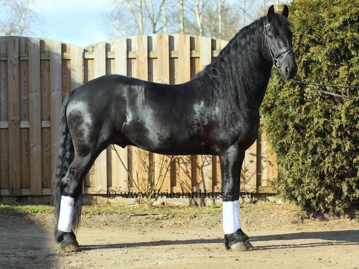 Friesian Stallion for sale - Friesian | Silver Bridge Farm