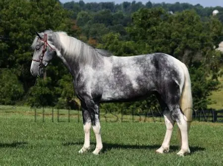 Tennessee Walking Horse for sale - Tennessee Walker | Silver Bridge Farm