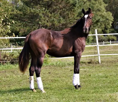 Dutch Warmblood for sale - Warmblood (KWPN) | Silver Bridge Farm
