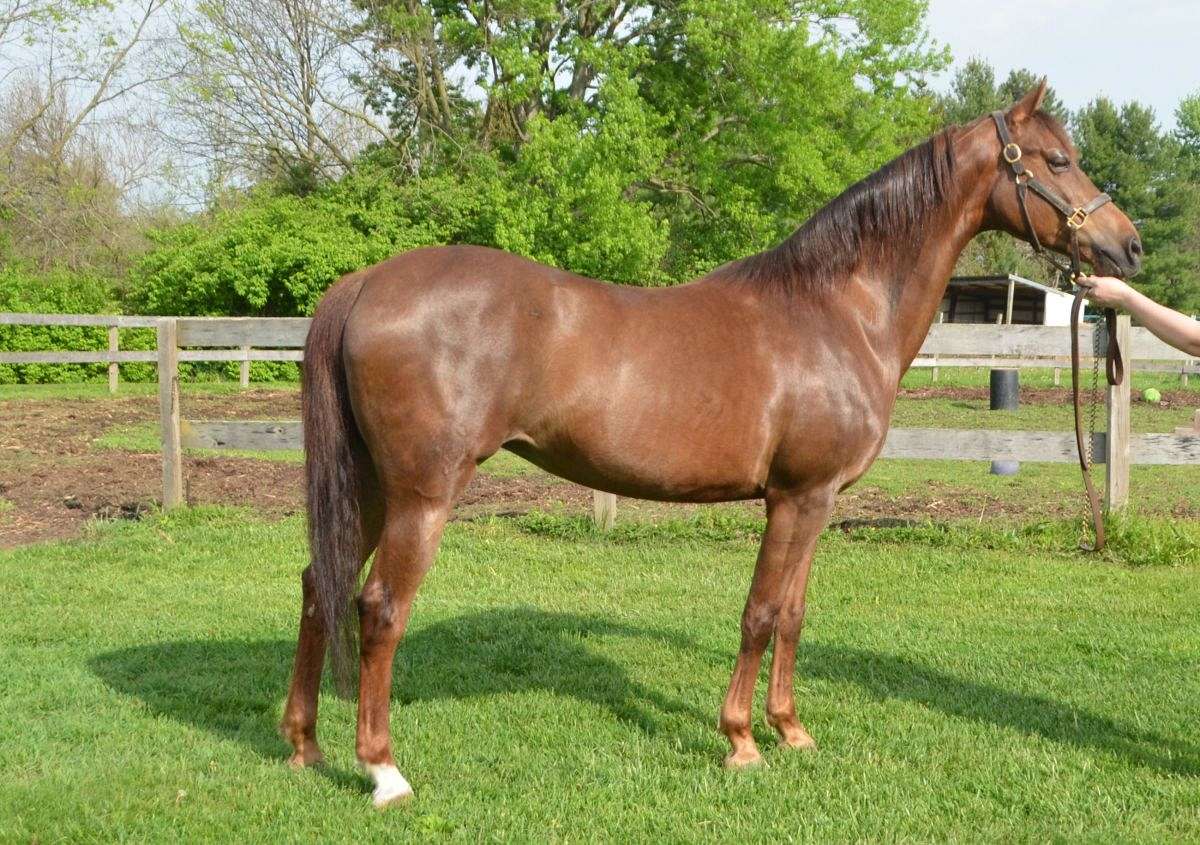 Morgan Horse Mare for sale - Morgan | Silver Bridge Farm