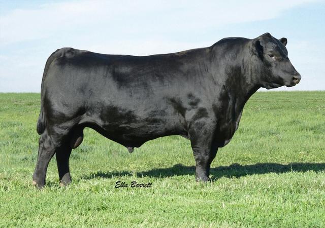 Black Angus Bull for sale - Angus | Silver Bridge Farm