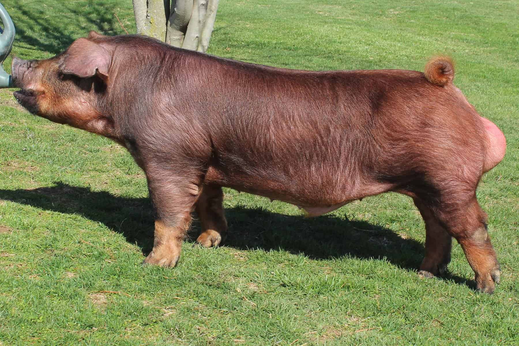 Duroc Boar for sale - Duroc | Silver Bridge Farm